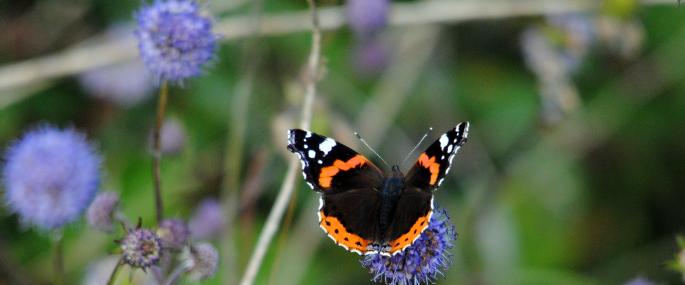 Red admiral butterfly on field scabious  - Amy Lewis - Amy Lewis